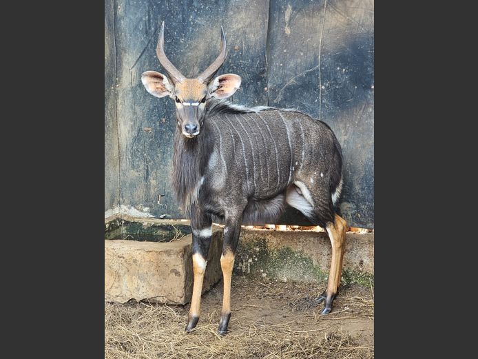 NYALA | GHOST TRADING