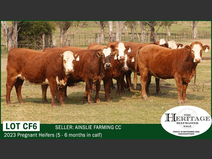 Commercial Animals | Ainslie Farming CC