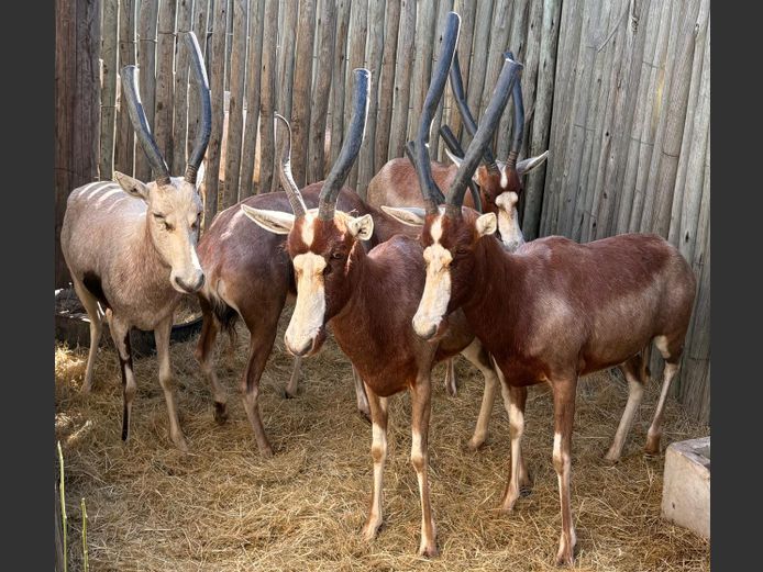 Bont Blesbok Ooi