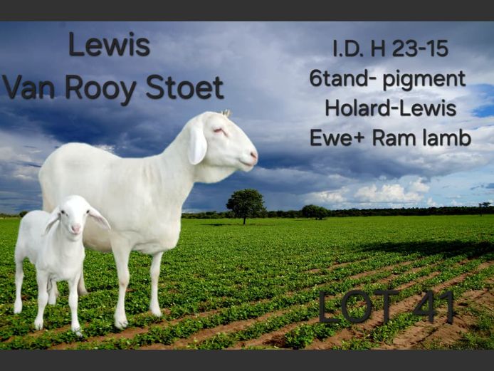 H23-15 | LEWIS VAN ROOY STUD