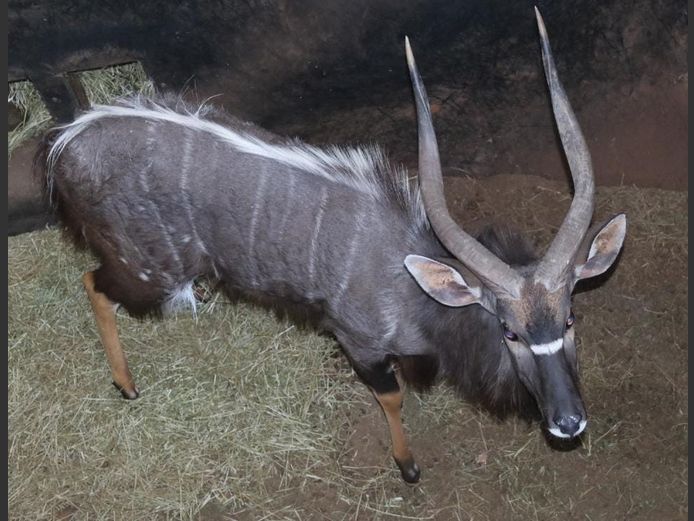 NYALA