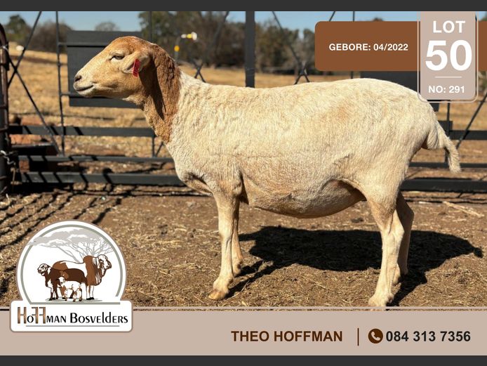 291 | HOFFMAN BOSVELDERS