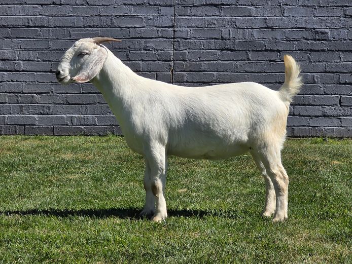 95 24 0081 | MAIZE VALLEY FARMS (PTY) LTD