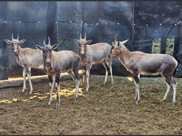 BLESBOK | NYLSVLEI