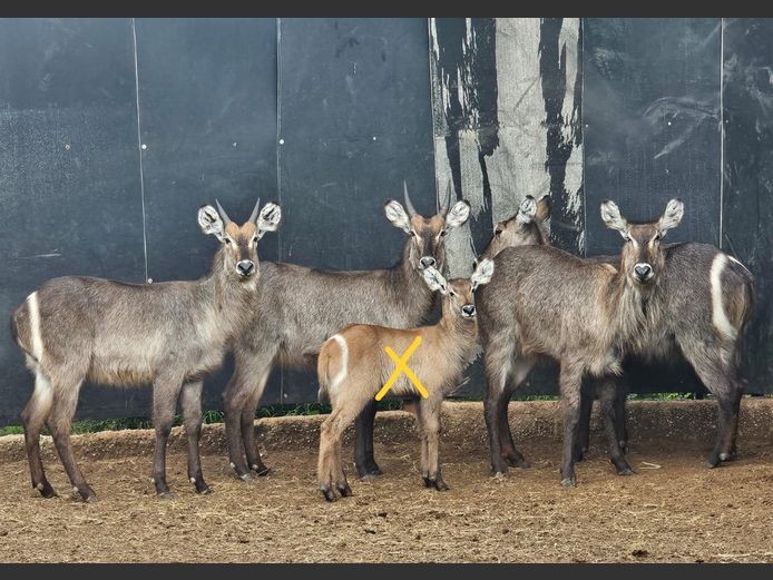 WATERBOK | WERKENDAM SAFARIS
