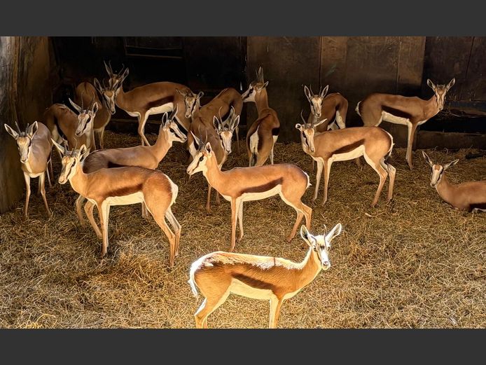 Springbok Teeltrop