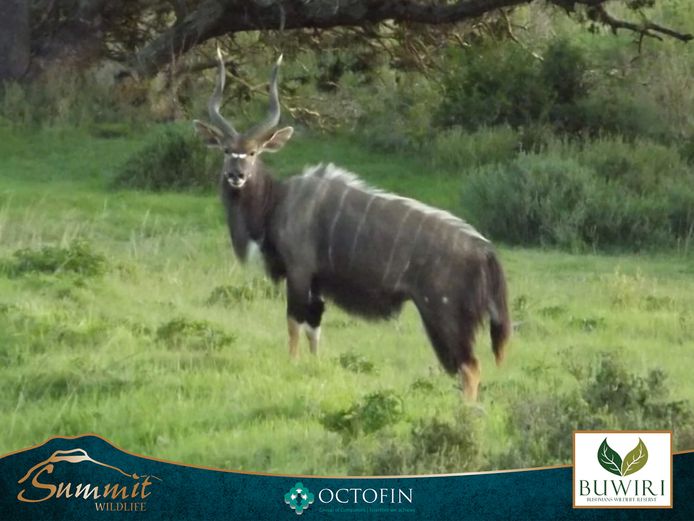 ± 27" NYALA BULL