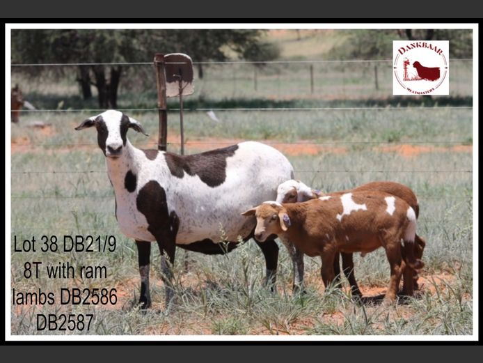 DB21/9 | DANKBAAR MEATMASTERS