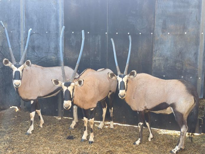 GEMSBOK | LEBENKELE