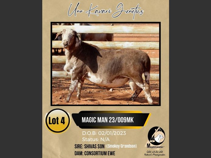 MAGIC MAN 23/009MK | UNO KAVARI GENETICS 