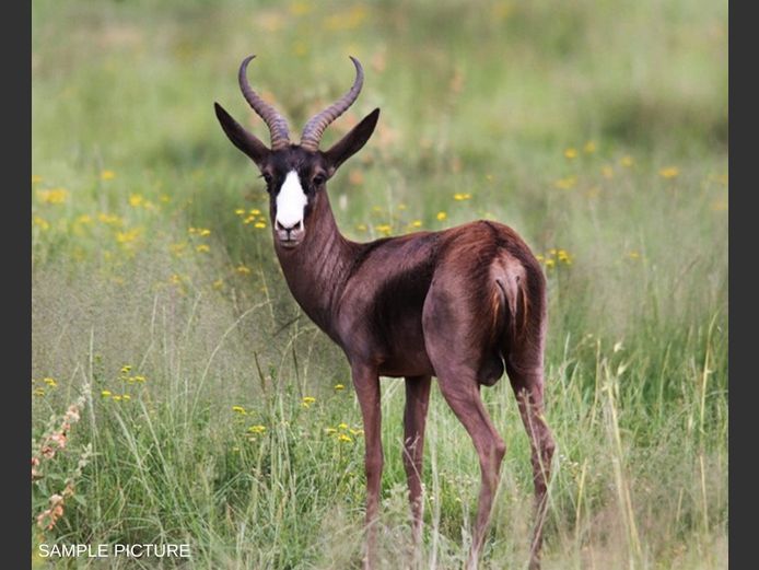 BLACK SPRINGBUCK | GOLDEN GAME WILDLIFE