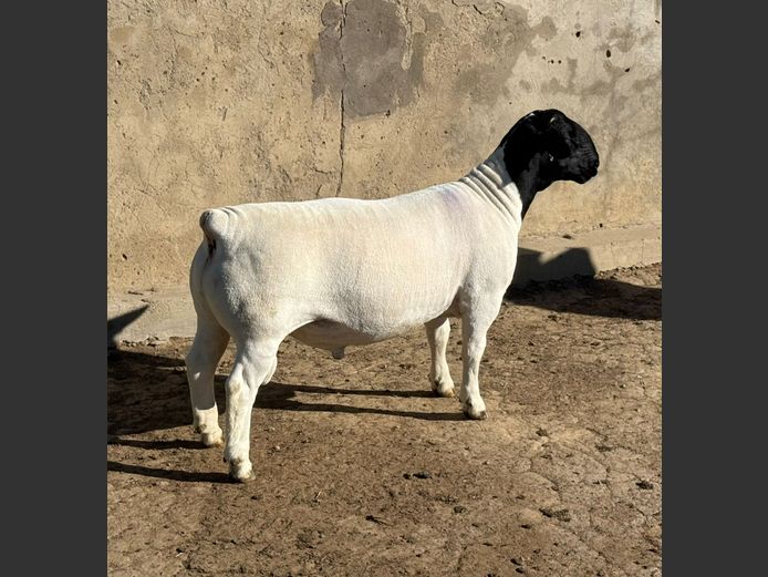 242614 | Ivor Phillips