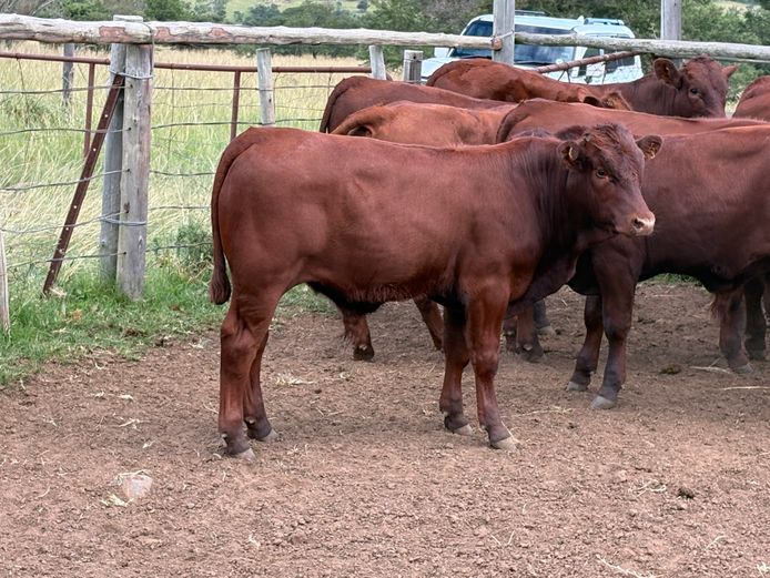Intact Bull Calves | Q. Rogers