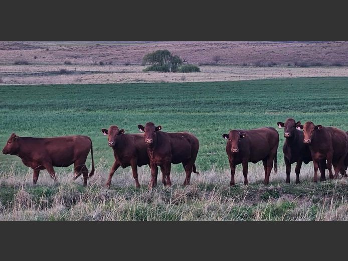 Kommersiële Diere | BOTHMA BOERDERY