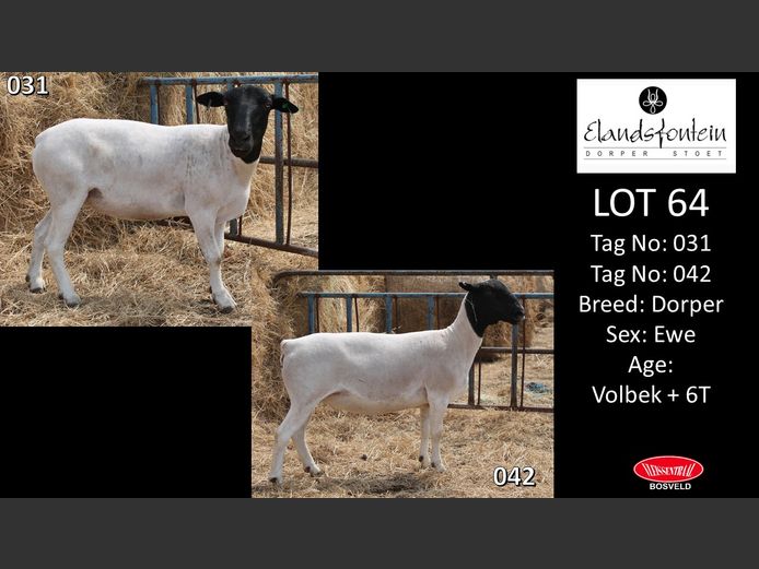 Ewes | ELANDSFONTEIN DORPERS