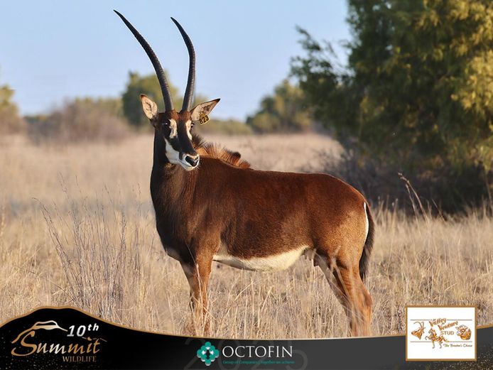 32 6/8" Sable Cow with 55" StepUp Bull Calf