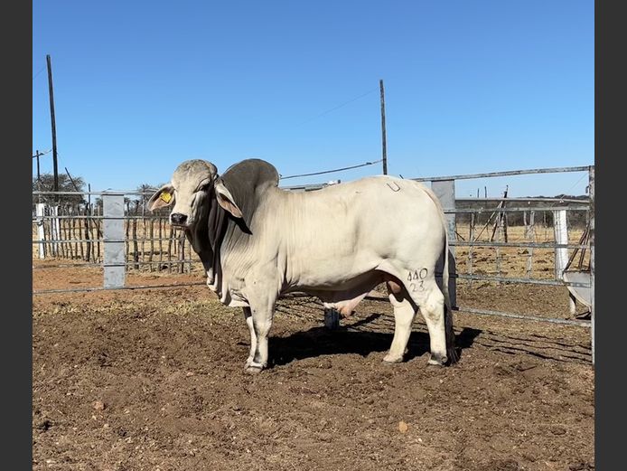 23-0440U | SAVANNAH BRAHMANS