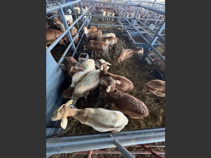 MEATMASTER | LOUMA BOERDERY