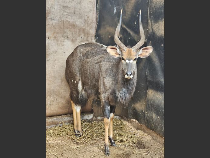 NYALA | BIRKEN VERVOER