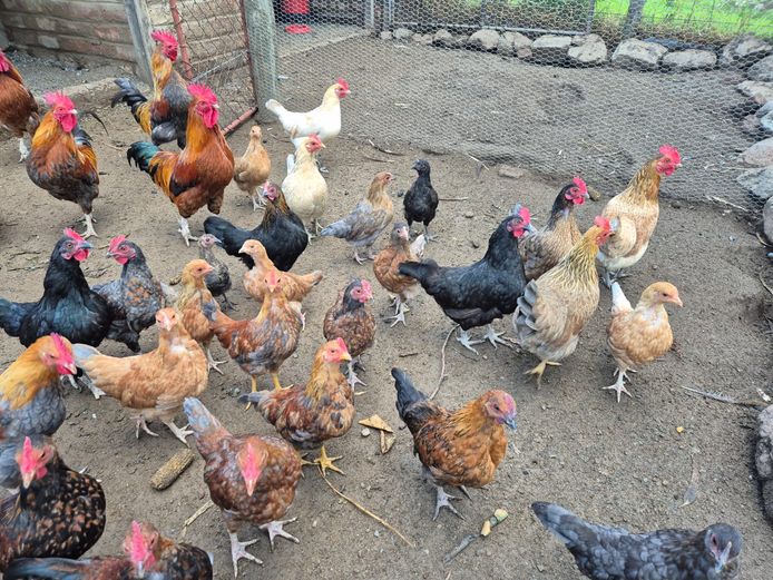 4 Roosters and 6 Hens | Oudeland Farm