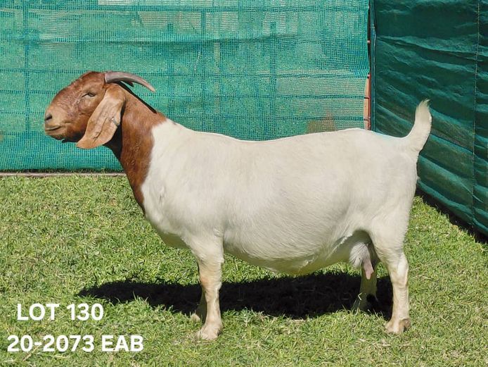 20-2073EAB | EAB van Niekerk