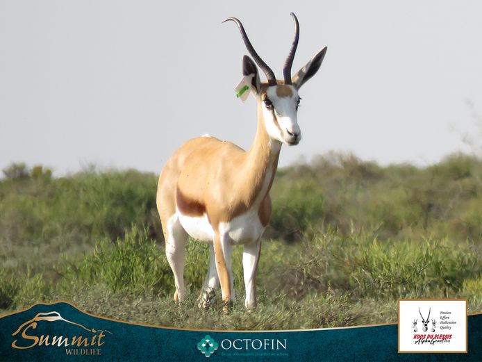 14 1/8" DAMARA SPRINGBOK EWE RW 19" RAM