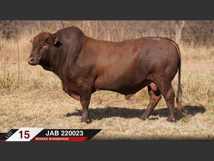 JAB220023 | J.A. BENEKE