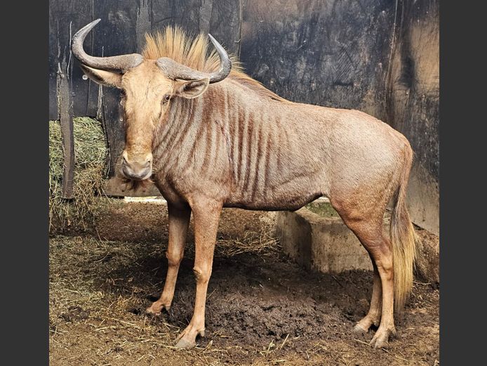 GOUE WILDEBEES | TANGARA LODGE