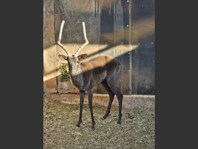 BLACK IMPALA | KRUISRIVIER