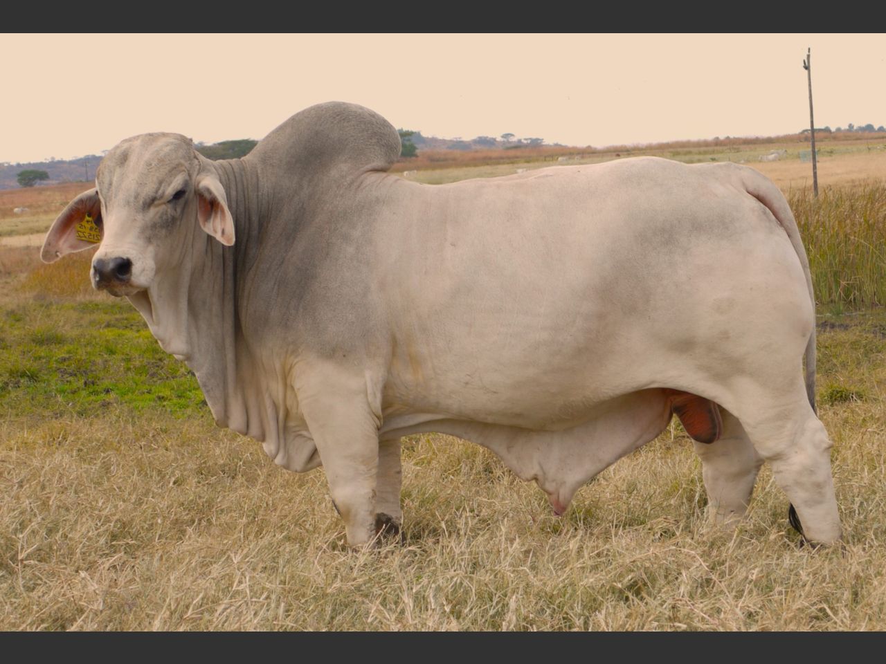 Lot 10 | DAMVIEW BRAHMANS BULL 21ST PRODUCTION SALE | SwiftVEE | South ...