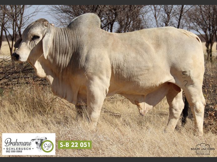 S-B2251 | SCHLEBUSCH BOERDERY BK