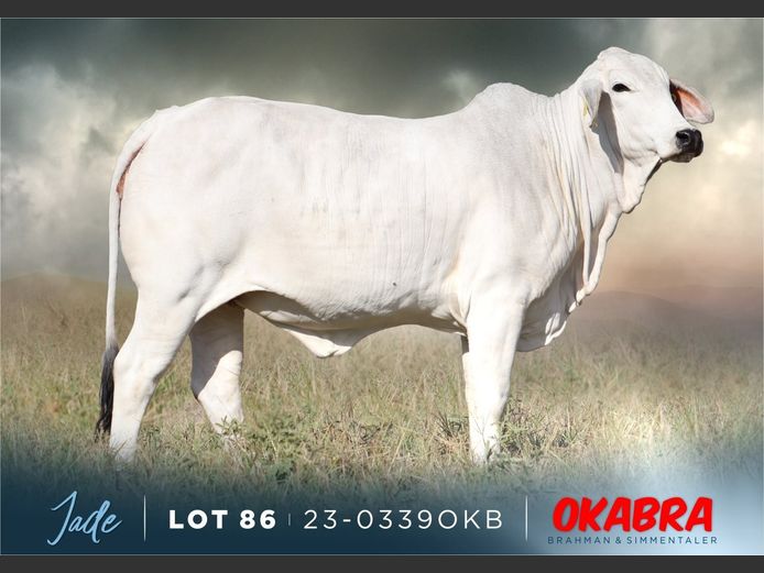 23-0339 OKB | OKABRA BRAHMAN