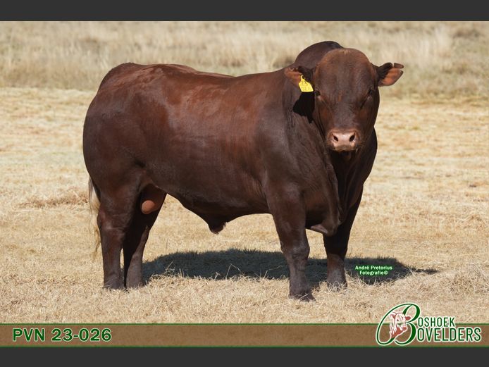 PVN230026 | Boshoek Bovelders