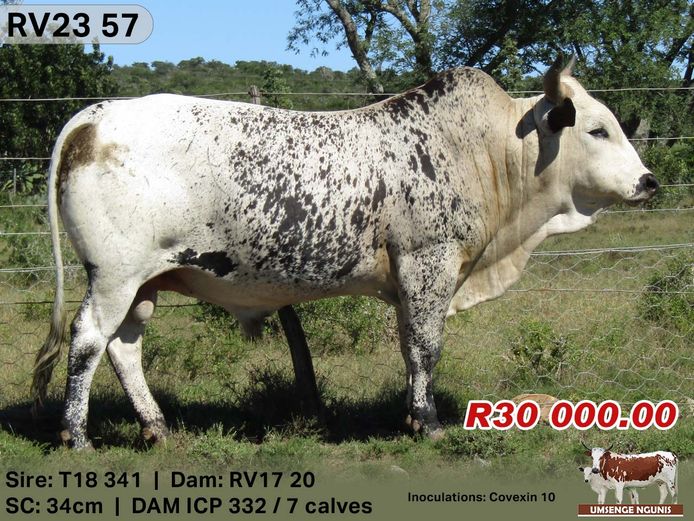 Umsenge Nguni Bulls