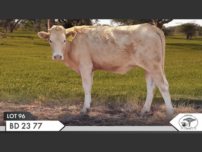 BD 230077 | VAN EYK FAMILIE TRUST