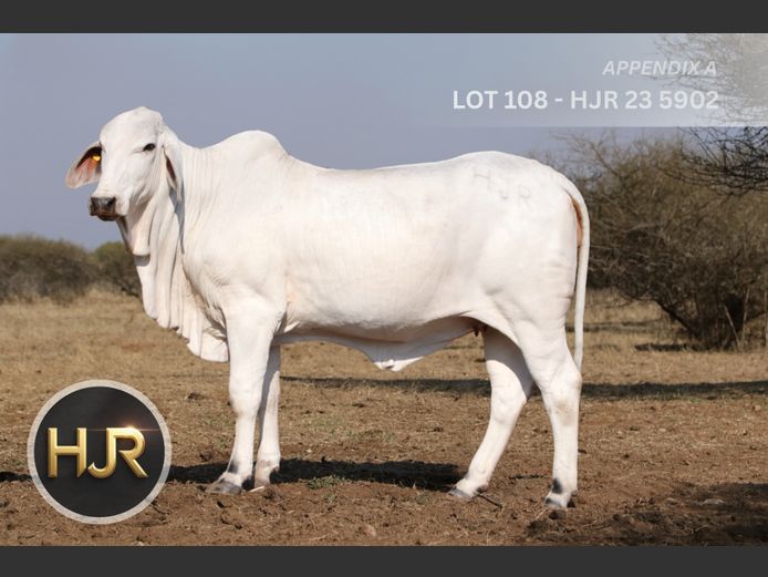 Commercial Animals | HJ ROETS