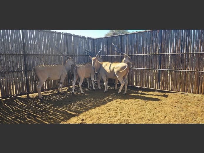 ELAND | HANLEY