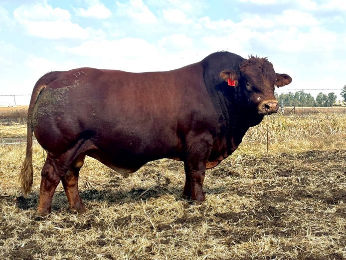 CPL21153C | HAPPY VENTURE BOERDERY