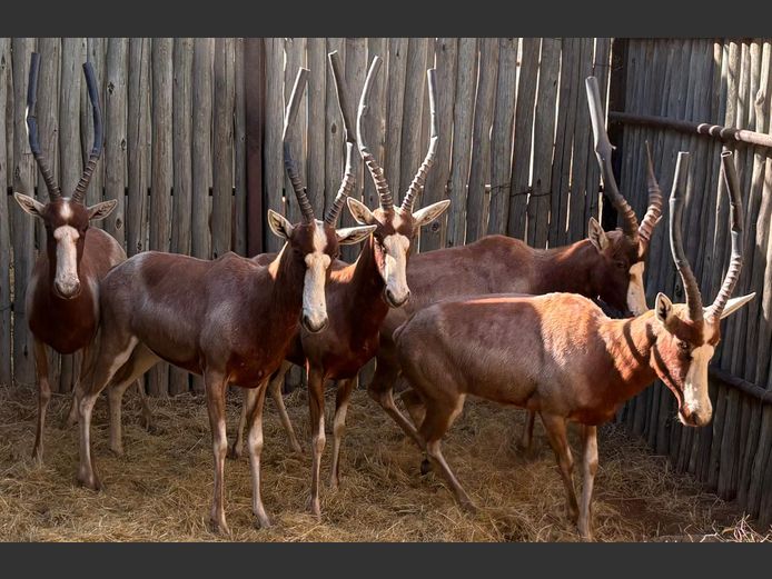Geel Blesbokke Volwasse