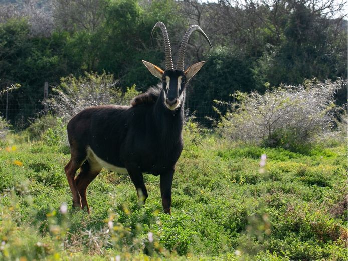 SABLE BULL | SIGNATURE WILDLIFE