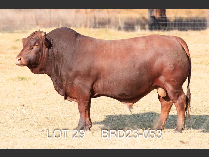 BRD 230053 | DIEPFONTEIN TRUST