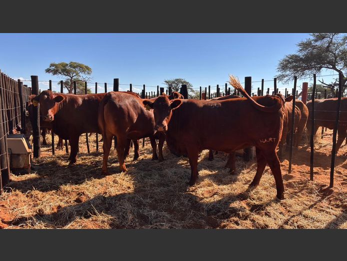 COMMERCIAL FEMALES | HARTEBEESTLOOP BONSMARA