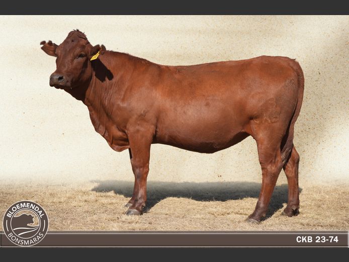 CKB230074 | CHRIS KRUGELL BLOEMENDAL