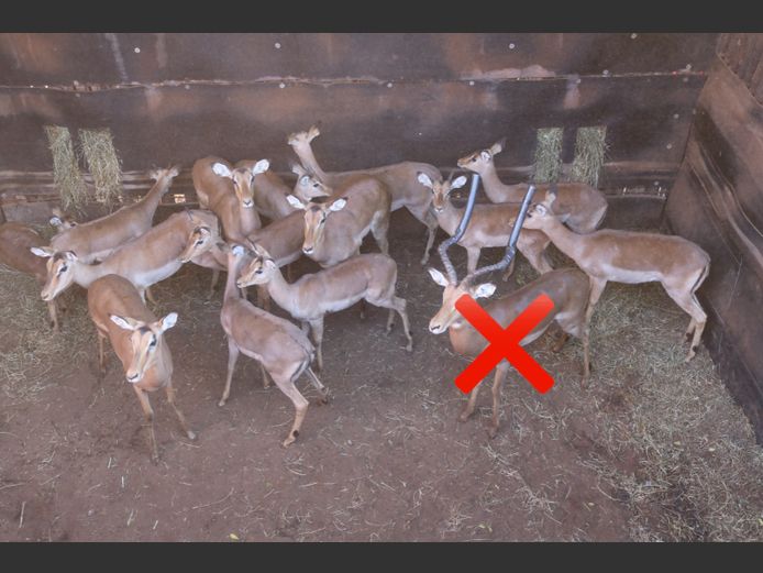 Rooibokke