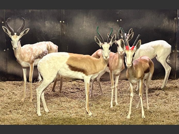 Konings Springbok Ram