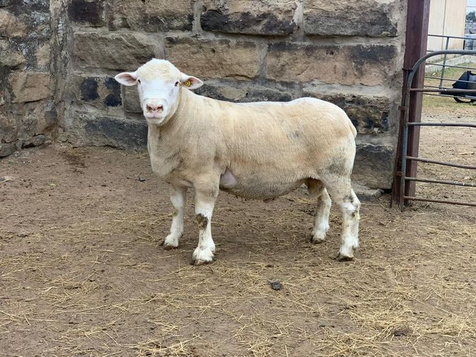 DON 230032 | DONKERBERG ELITE IDF STUD 
