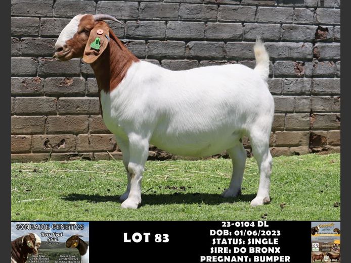 23-0104 DL | DAWID LOUW