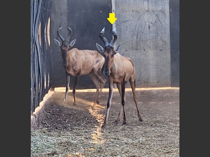 RED HARTEBEEST | HUGOMOD
