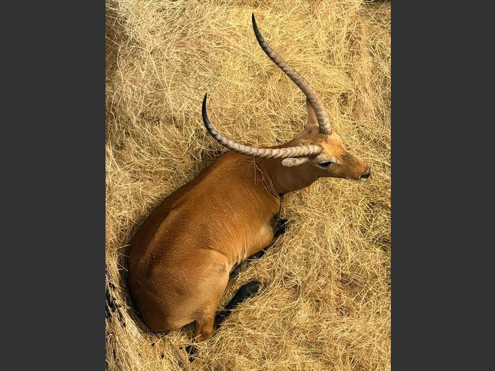 Lechwe Jagram
