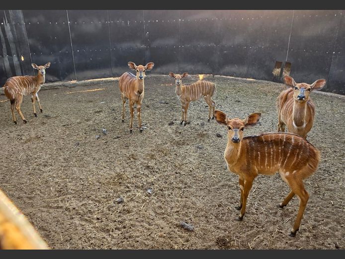 NJALA | MAS WILDLIFE